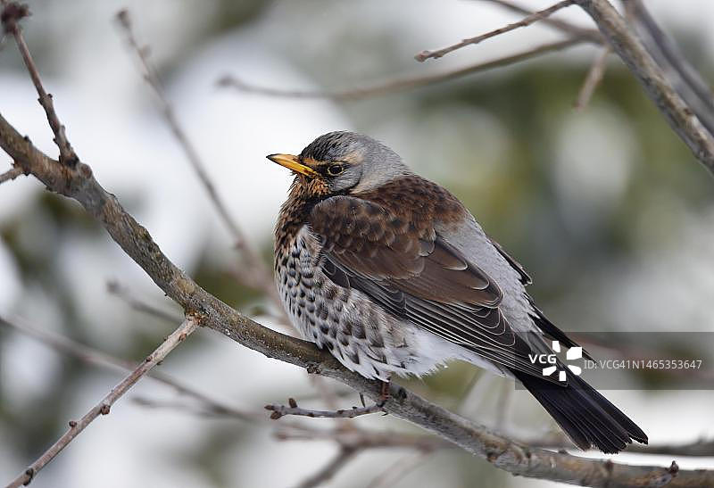 德国枝头的田鸫图片素材
