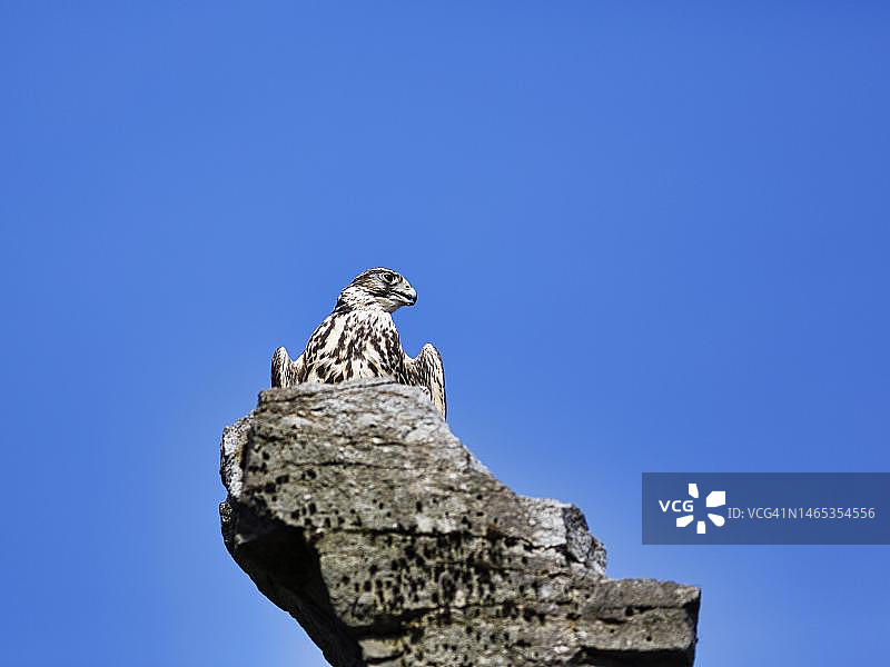 岩石上的猎隼（Falko cherrug），圈养，鸟类公园，德国北莱茵-威斯特法伦州代特莫尔德阿德勒瓦特伯乐贝克图片素材