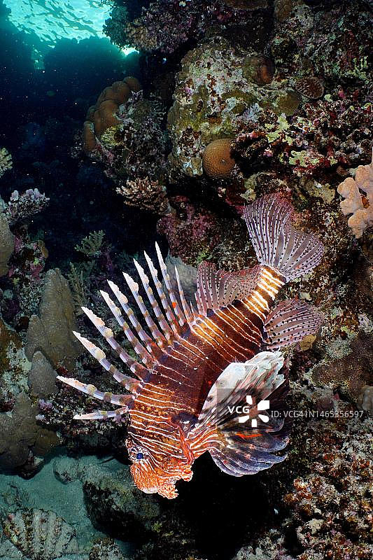 红海埃及红狮鱼（学名：Pterois miles），摄于奎塞尔红树林湾图片素材