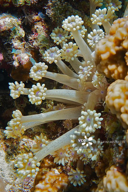 Goniopora pearsoni，小吉夫顿潜水点，红海，埃及洪加达图片素材