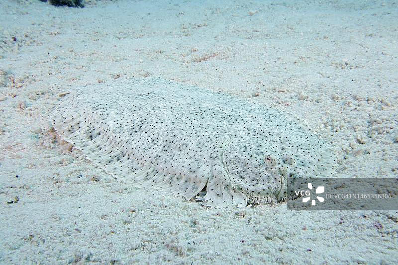 沙中具有良好伪装的无鳍鳎（Pardachirus marmoratus），位于红海埃及洪加达的沙布埃尔埃尔格潜水点图片素材