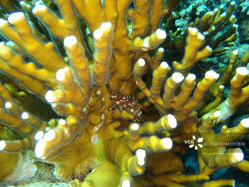 黄斑鲉藏身于网状火珊瑚中图片素材