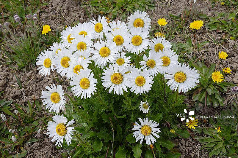 天山高山雏菊，纳伦地区，吉尔吉斯斯坦图片素材
