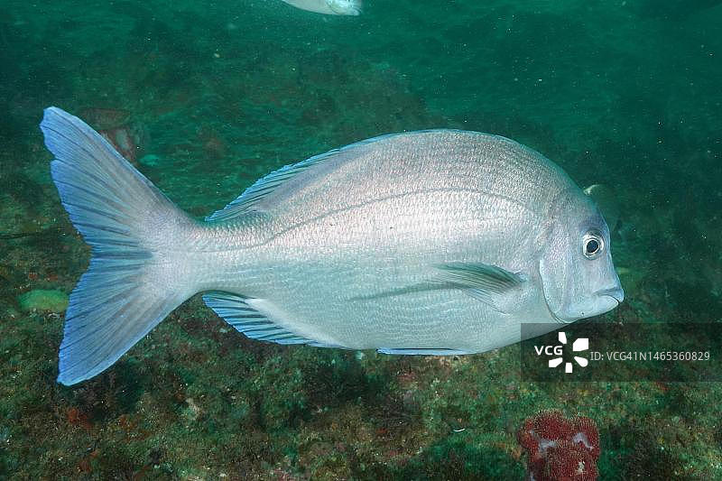 青铜鲷鱼，海鲷（Pachymetopon grande），夸祖鲁-纳塔尔省翁科马斯阿里瓦尔沙洲潜水点，南非图片素材