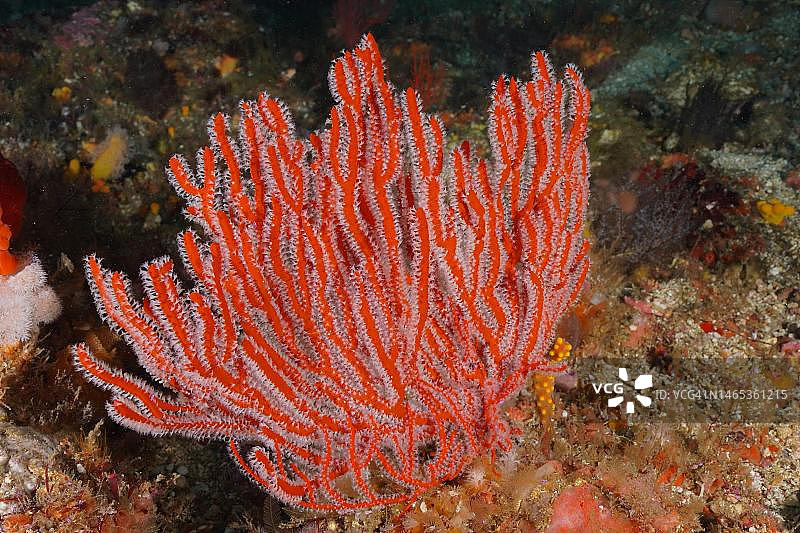 南非普罗蒂亚浅滩的红色海扇图片素材