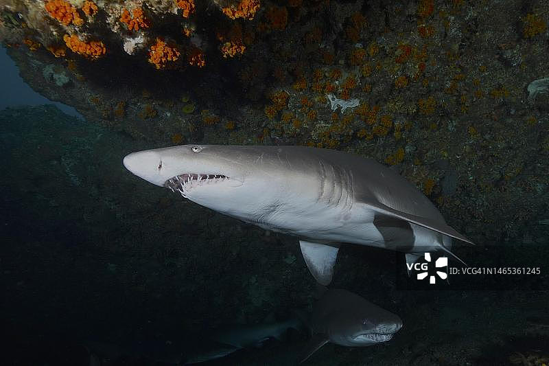 虎鲨（Carcharias taurus）洞穴，南非夸祖鲁-纳塔尔省马盖特普罗梯亚班克斯潜水点图片素材