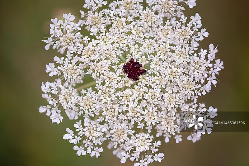 生长在自然花园中的野胡萝卜图片素材