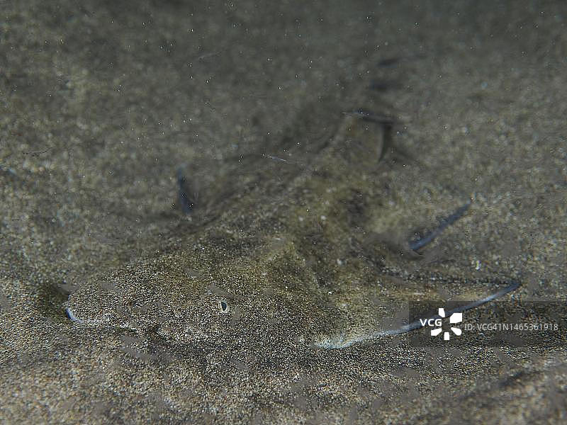 夜晚埋在沙中的幼年安康鱼，地点：西班牙大加那利岛阿林纳加埃尔卡布隆海洋保护区，大西洋图片素材