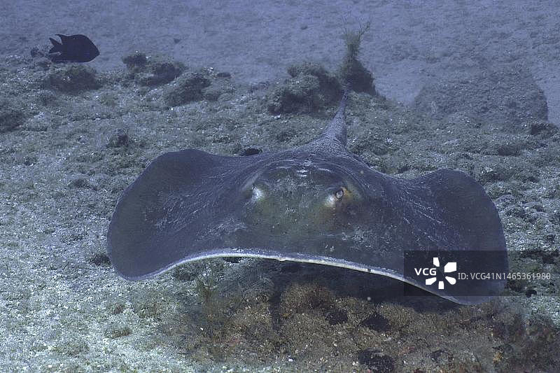 圆形黄貂鱼画像，摄于西班牙大加那利岛埃尔卡布隆海洋保护区图片素材