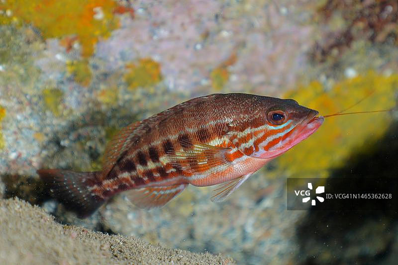 锯鮨(Serranus cabrilla),埃尔卡布隆海洋保护区潜水点,阿林加,大加那利岛,西班牙,大西洋图片素材