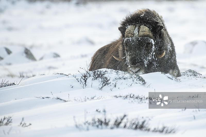 挪威多夫勒山国家公园雪中卧姿麝牛图片素材
