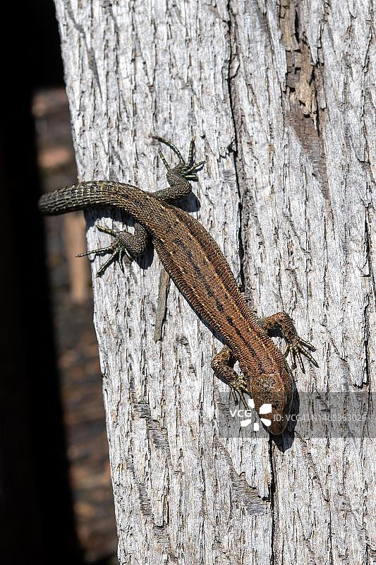 在木栈道上晒太阳的蜥蜴，德国黑森林国家公园图片素材
