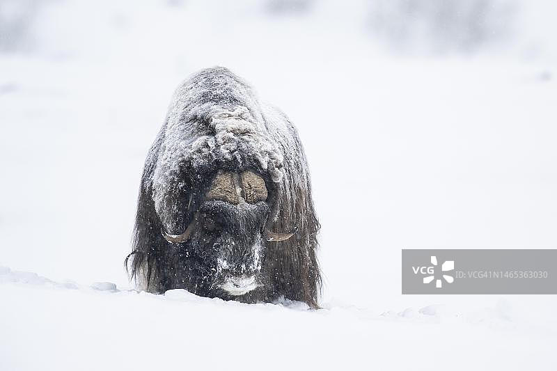 雪地里的麝牛，挪威多夫勒山-孙达尔峡湾国家公园图片素材
