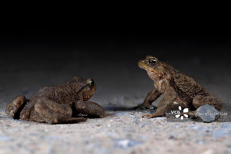蟾蜍，夜间徒步小径，德国图片素材