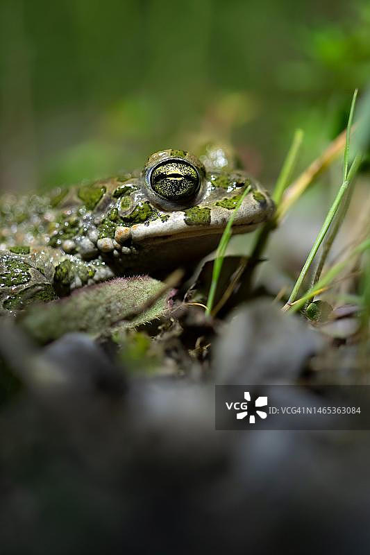 德国伍珀塔尔产卵水域边缘的欧洲绿蟾蜍夜间照片图片素材