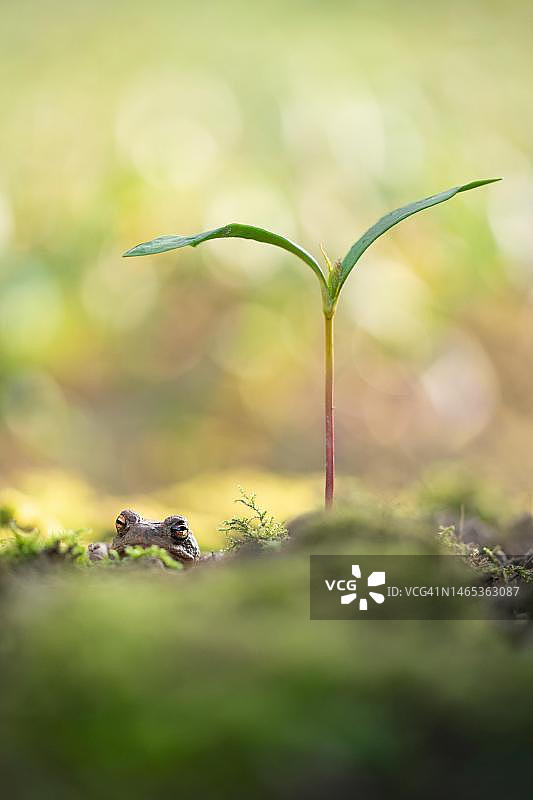 普通蟾蜍：藏在树苗旁的苔藓中，德国北莱茵-威斯特法伦州图片素材