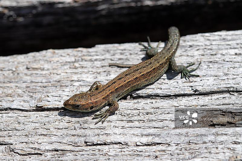 在木栈道上晒太阳的蜥蜴，德国黑森林国家公园图片素材