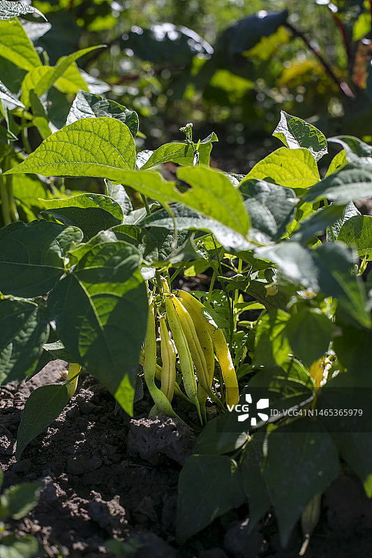 花园里的黄花菜豆图片素材
