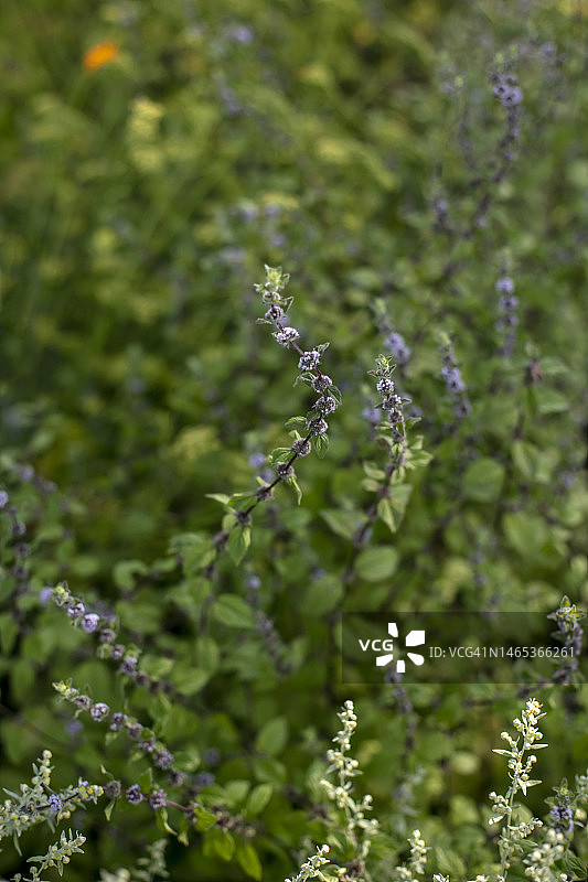 盛开的薄荷植物图片素材