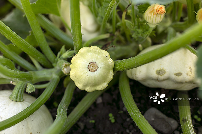 花园里的笋瓜图片素材