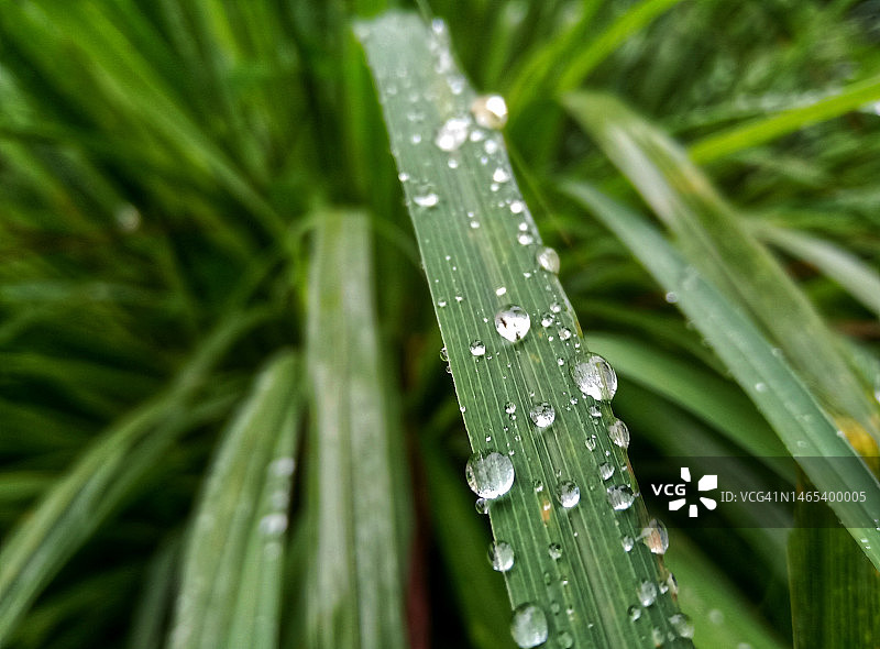 叶子上的雨滴图片素材
