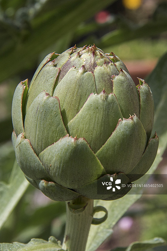 球形朝鲜蓟图片素材