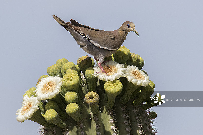 白翅哀鸽栖息在盛开的巨人柱仙人掌上图片素材