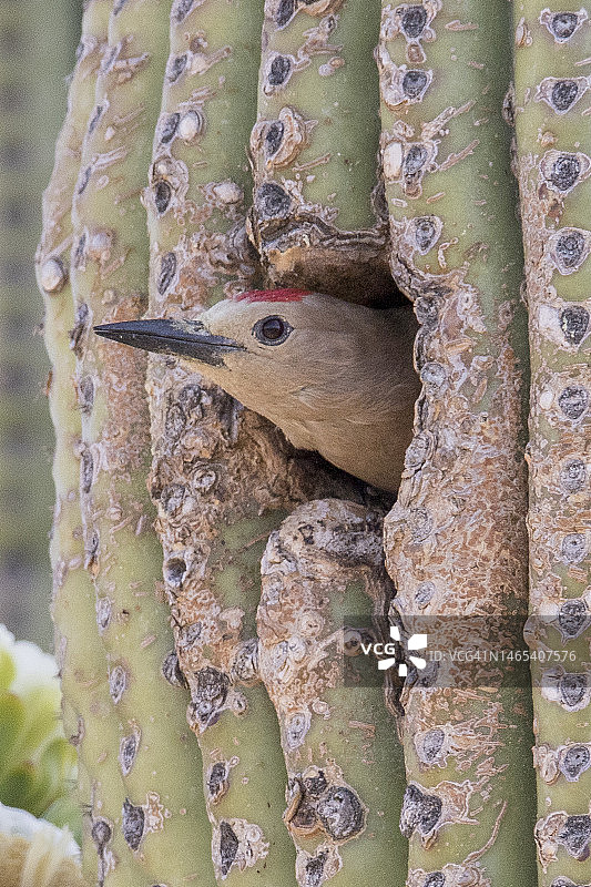 雄性吉拉啄木鸟从巨人柱仙人掌的巢穴中探出头图片素材