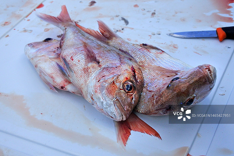 新鲜捕获的鱼图片素材
