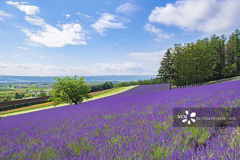 日本北海道富良野夏日蓝天下色彩缤纷的彩香之里唯美景观图片素材