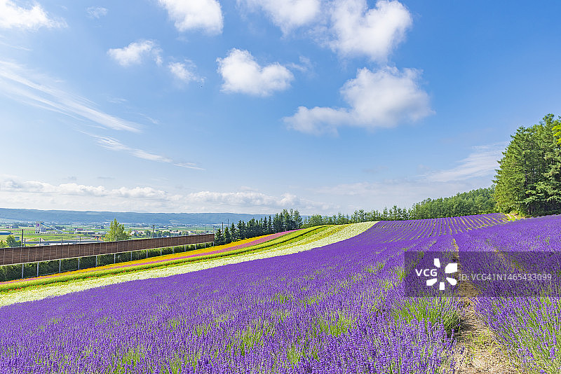 日本北海道富良野夏日蓝天下色彩缤纷的彩香之里唯美景观图片素材