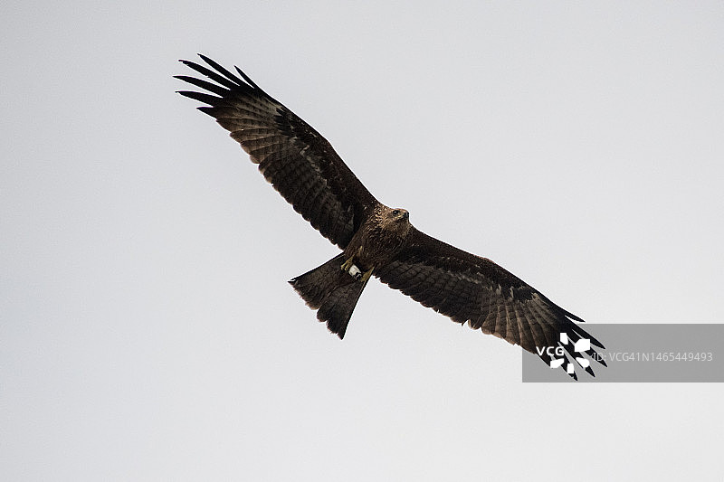 飞翔的黑鸢图片素材