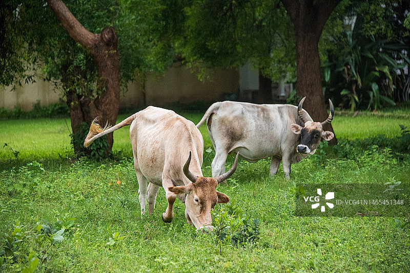 冈比亚公园里的牛图片素材