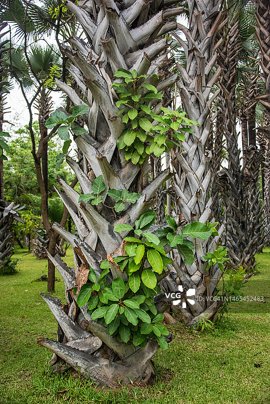 象牙果图片素材