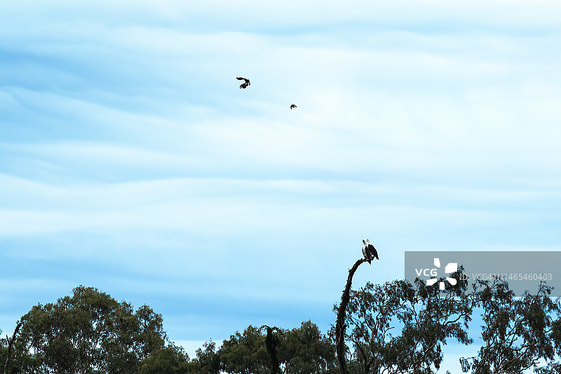 澳大利亚昆士兰州的白腹海雕图片素材