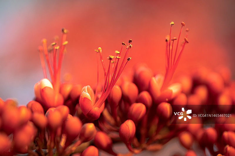 微距摄影中的红色猴面花图片素材