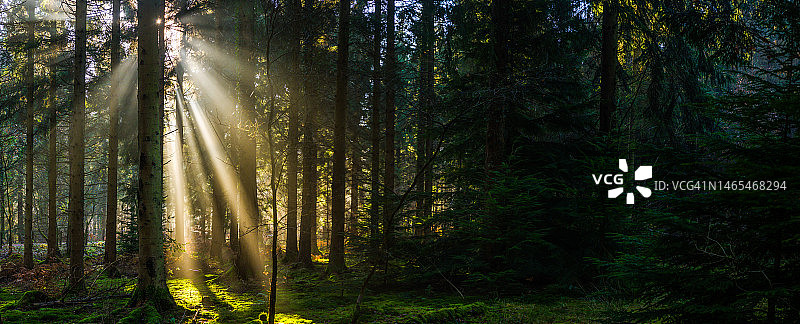 阳光穿透森林图片素材