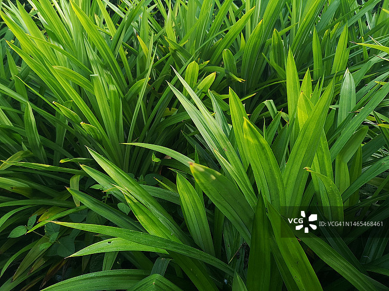 花园里的香兰叶绿植背景图片素材