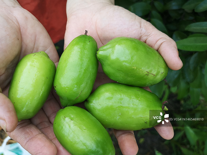 贡布实竹果：一种绿色蔬菜水果图片素材