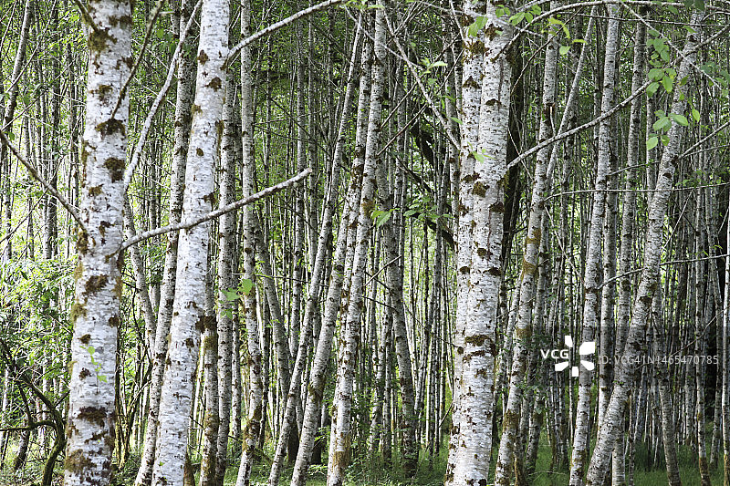 森林中的白桦树图片素材