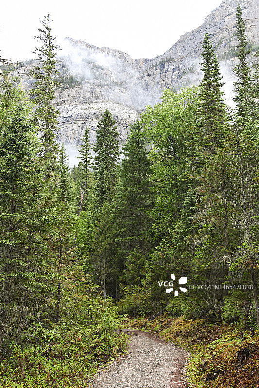 森林小径图片素材