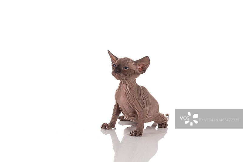 白色背景上的一月大加拿大无毛猫幼猫图片素材