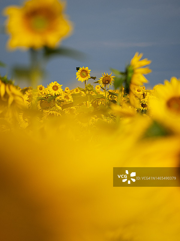 深蓝色天空下的向日葵田图片素材