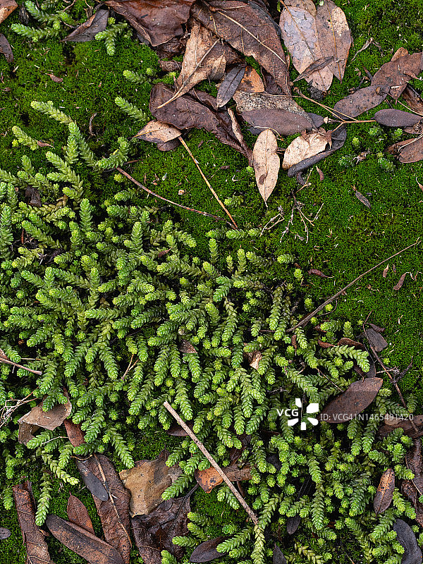 多肉植物和绿色苔藓图片素材