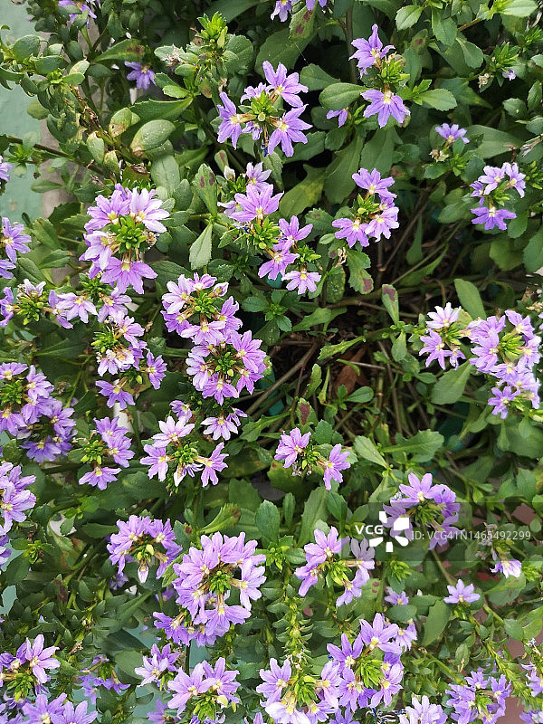 花园中盛开的紫色花朵图片素材