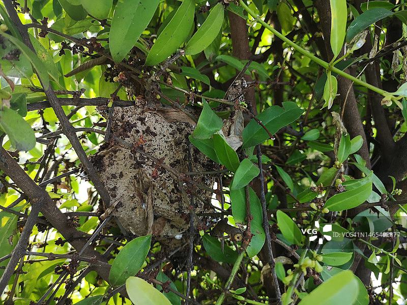 黄蜂巢图片素材