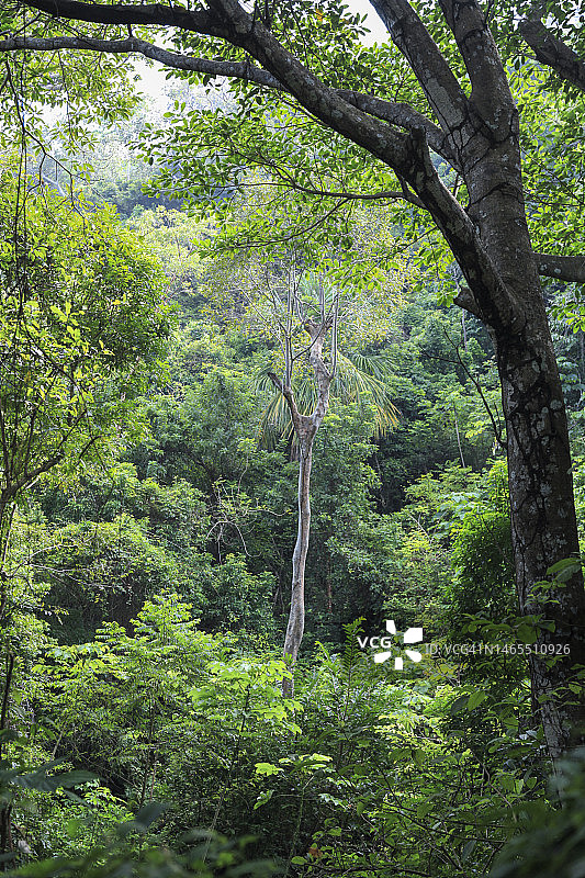森林中的树木图片素材