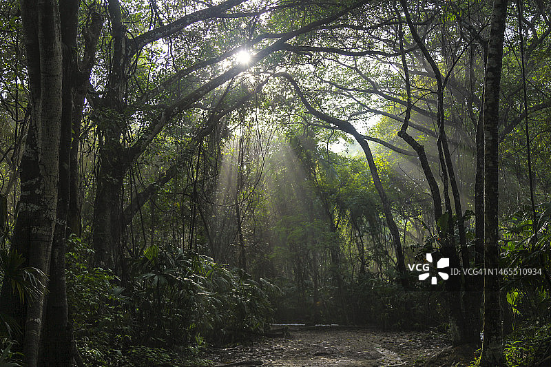 森林小径图片素材