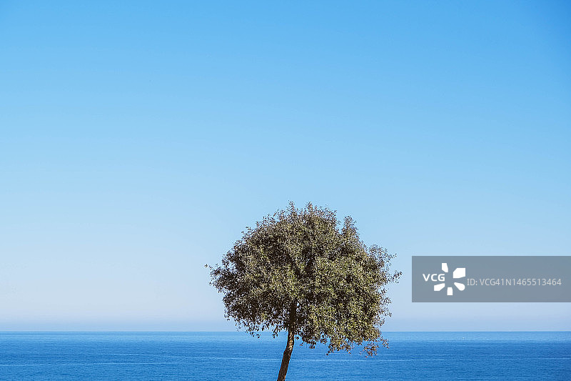 海边的冬青栎图片素材