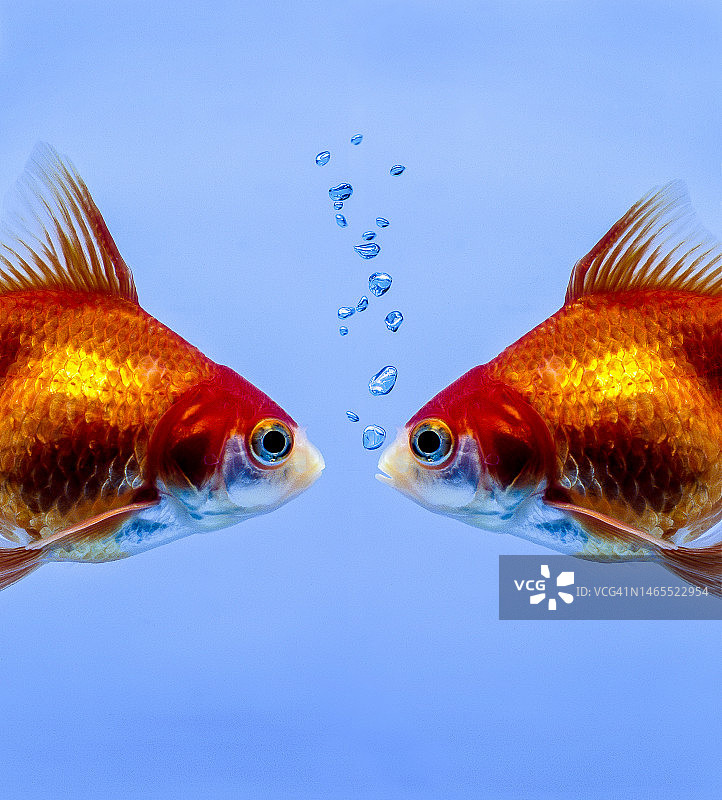 两条金鱼的相遇图片素材